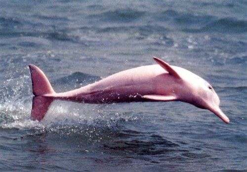 Dauphins du fleuve Amazone